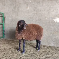 قوچ همو ۸ ماهه|حیوانات مزرعه|تهران, مشیریه|دیوار