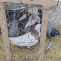 کبوتر|پرنده|خرمشهر, |دیوار