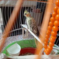 عروس هلندی سخنگو وعادی یک جفت طوطی برزیلی|پرنده|آبیک, |دیوار