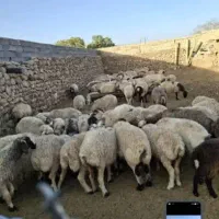 فروش فوری3راس میش داشتی