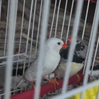 فنج نر