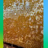 فروش ویژه عسل