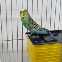 مرغ عشق رایگان