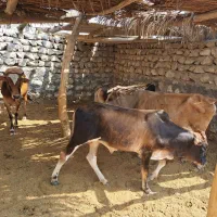 فروش ۶ راس گاو و گوساله نر|حیوانات مزرعه|لامرد, |دیوار