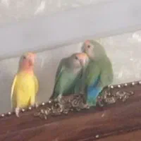 عروس کوتوله وعروس هلندی