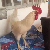 خروس سفید محلی