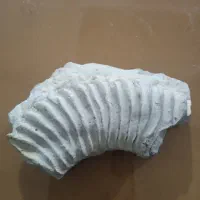 فسیل