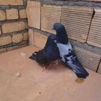 چند جفت سبزه پور زاغ