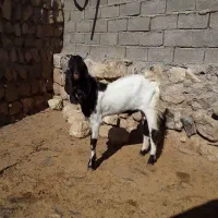 سورین هلندی