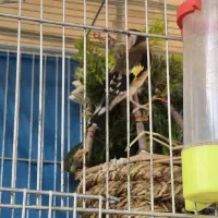 سهره ماده دونسته درجه یک