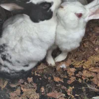 ۲عدد خرگوش فروشی