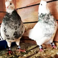 حدود 15 جفت کفتر همه گلچین