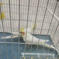 عروس هلندی