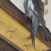 عروس هلندی