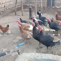 فروش بوقلمون