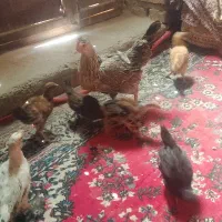 مرغ با جوجه|حیوانات مزرعه|هامون, |دیوار