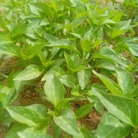 نشا گوجه بادمجان  انواع فلفل