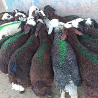 بره نر سبک افشاری سرخ|حیوانات مزرعه|مشهد, طرق|دیوار