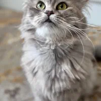 گربه اصیل|گربه|ایلام, |دیوار