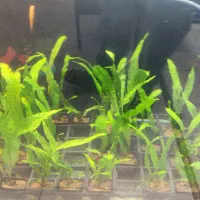 انواع گیاه های آکواریوم پلنت بصورت گلدانی فقط 55