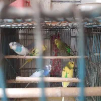 یک جفت مرغ عشق|پرنده|تهران, خانیآباد|دیوار