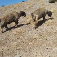 میش