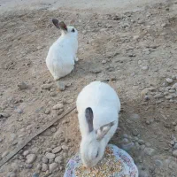 سه عددخرگوش فورش فوری|موش و خرگوش|هندیجان, |دیوار