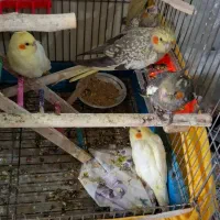 عروس هلندی|پرنده|اندیشه, اندیشه فاز ۵|دیوار