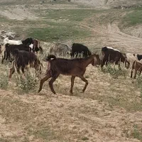 مایل به معاوضه نیستم|حیوانات مزرعه|دهدشت, |دیوار