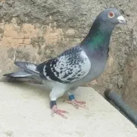 کبوتر سبز پولکی ثبتی و هفرنگ