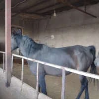 اسب|اسب و تجهیزات اسبسواری|سنندج, |دیوار