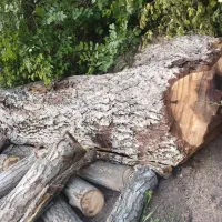 خرید انواع چوب سرپا یا بریده شده|خدمات باغبانی و درختکاری|اقبالیه, |دیوار