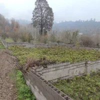 همکار معمار جوان