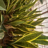 تعدادی گل اپارتمانی|گل و گیاه طبیعی|رامهرمز, |دیوار