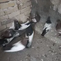 تعدادی کبوتر