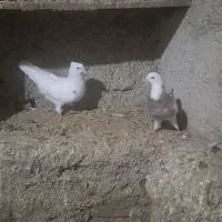 کبوتر