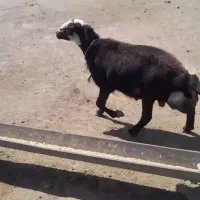 قوچ