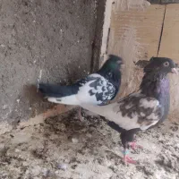 کبوتر رنگه