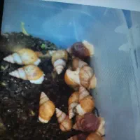 حلزون|خزنده|بیرجند, |دیوار