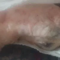 گوشت گوسفند تازه