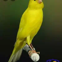 قناری درختی فول دستی.