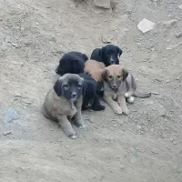 توله سگ