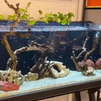 آکواریوم سایز بزرگ آب شیرین