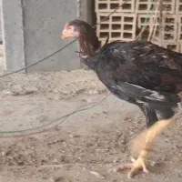 خروس و مرغ لاری|پرنده|دره شهر, |دیوار