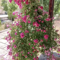 فروش باغ شهری در شیراز سیاخ دارنگون مجتمع گلابدره|فروش زمین و ملک کلنگی|شیراز, شهرک گلدشت حافظ|دیوار