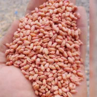 بذر گندم|عمدهفروشی|دزفول, |دیوار