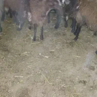 بره ماده|حیوانات مزرعه|نورآباد, |دیوار