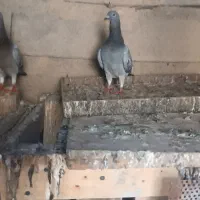 کفتر|پرنده|اهواز, ۲۴ متری|دیوار