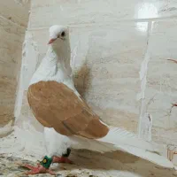 نر دو کت|پرنده|خرم‌آباد, |دیوار
