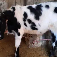 یک عدد گاو شیری با گوساله نر|حیوانات مزرعه|خواجه, |دیوار